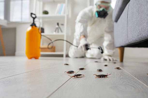Post-Treatment Bed Bug Interceptor Monitoring in Geneva